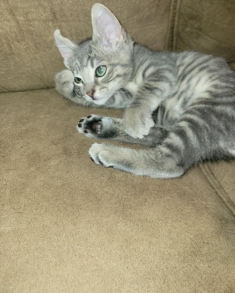 Johnny, a Adopted Domestic Short Hair in Phoenix, AZ image 2/2