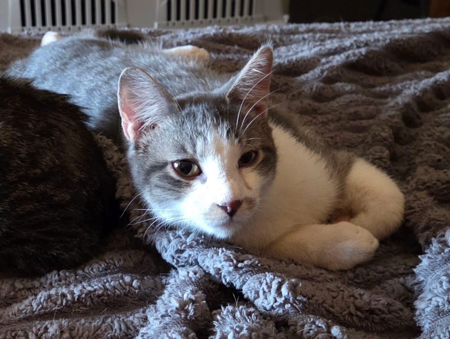 Mavi, ADOPTABLE, Young Male Domestic Short Hair.