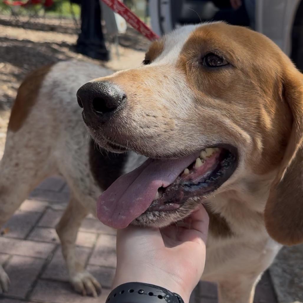 KENNY ROGERS, Adoptable, Adult Male English Coonhound & None.