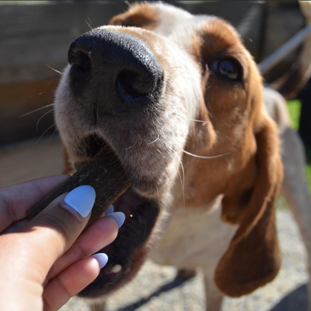Enlarge KENNY ROGERS, a Adoptable English Coonhound in QUINCY, FL image 2/3