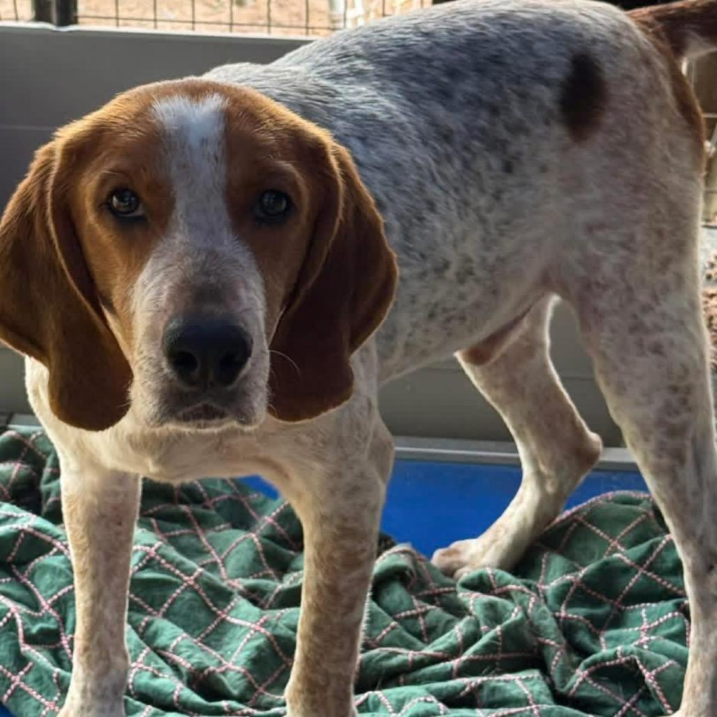Enlarge KENNY ROGERS, a Adoptable English Coonhound in QUINCY, FL image 3/3