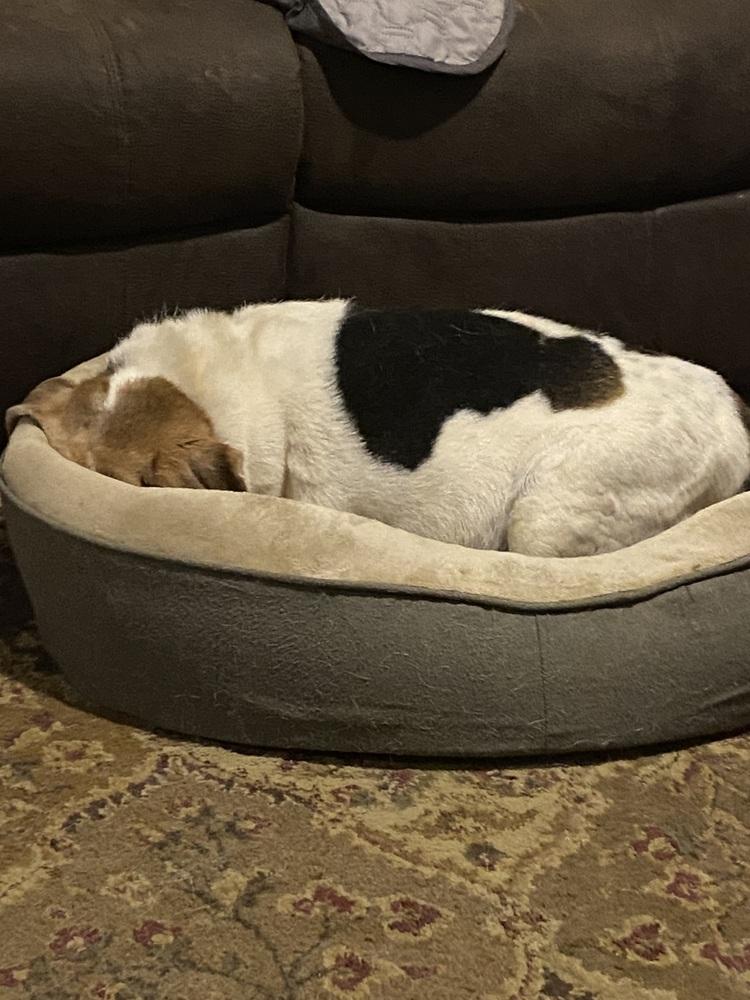 Big Ed, Adoptable, Senior Male Beagle.