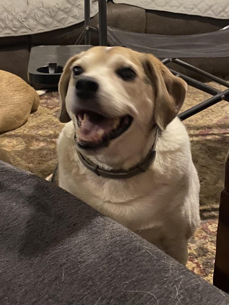 Enlarge Big Ed, a Adoptable mixed breed in Aurora, IN image 2/5