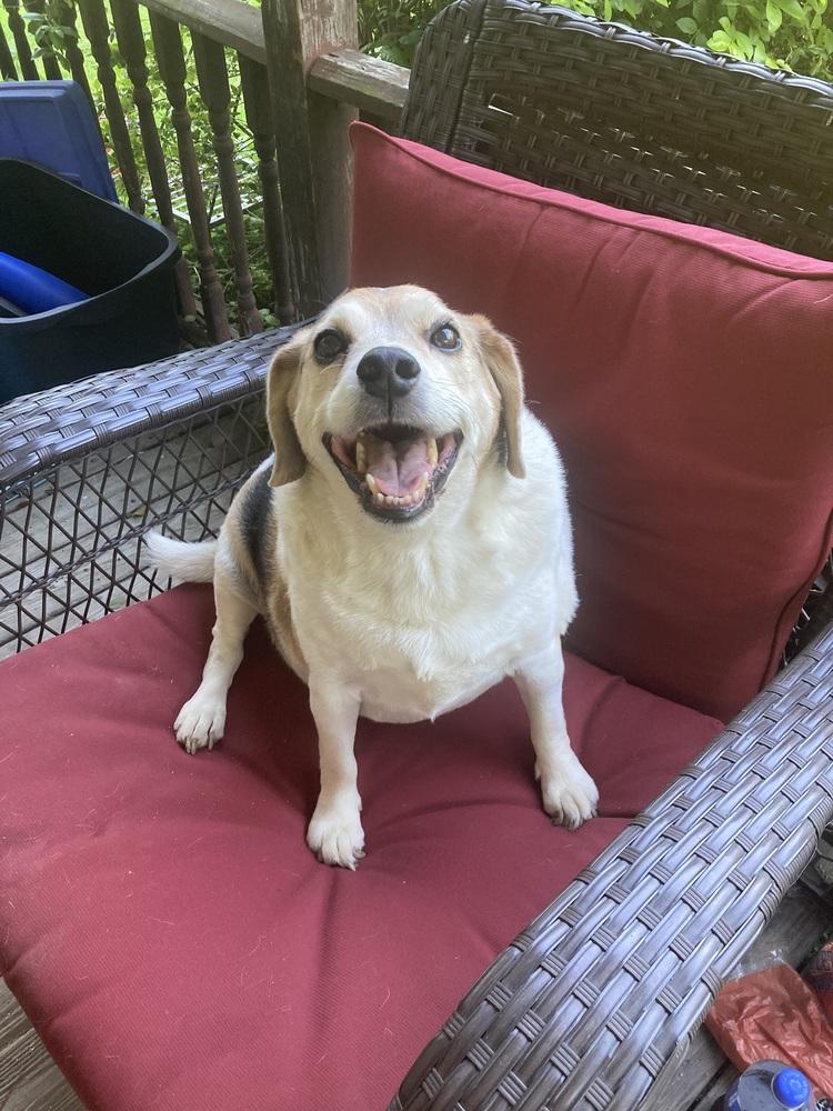 Enlarge Big Ed, a Adoptable mixed breed in Aurora, IN image 4/5