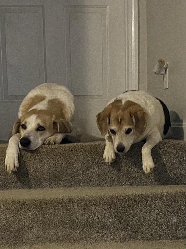 Enlarge Big Ed, a Adoptable mixed breed in Aurora, IN image 5/5