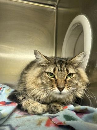 Clyde, an adoptable Domestic Long Hair & Tabby Mix in Tinley Park, IL_image-1