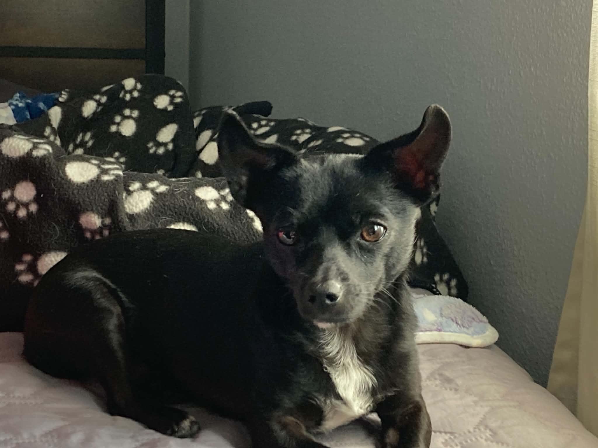 Cole, Adoptable, Young Male Chihuahua.