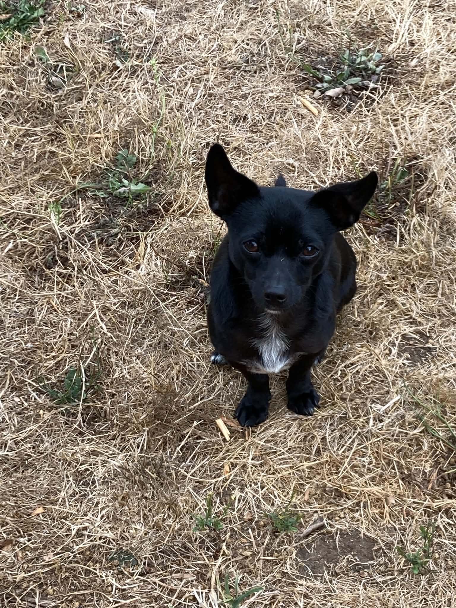 Enlarge Cole, a Adoptable mixed breed in Vancouver , WA image 3/6
