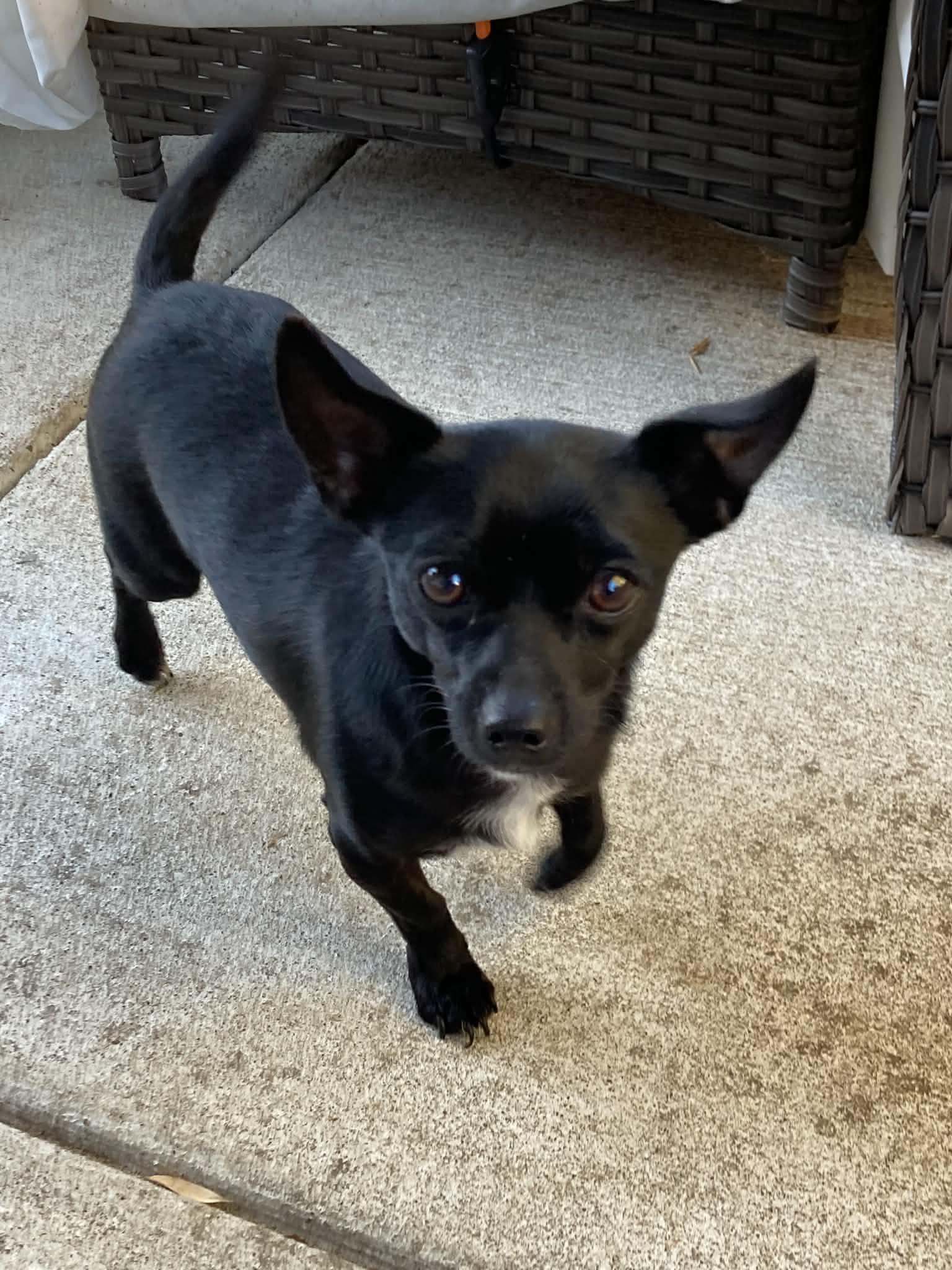 Enlarge Cole, a Adoptable mixed breed in Vancouver , WA image 2/6