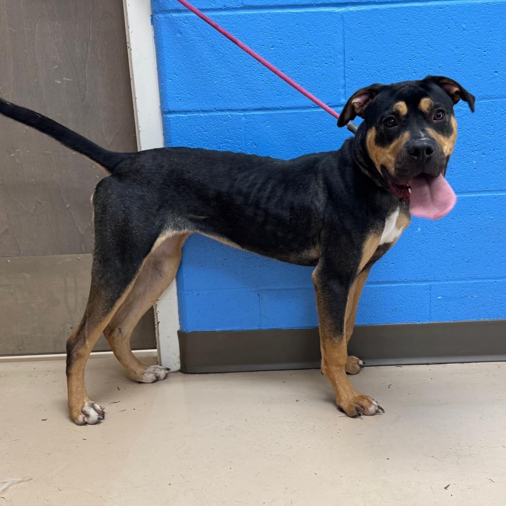 Burta photo