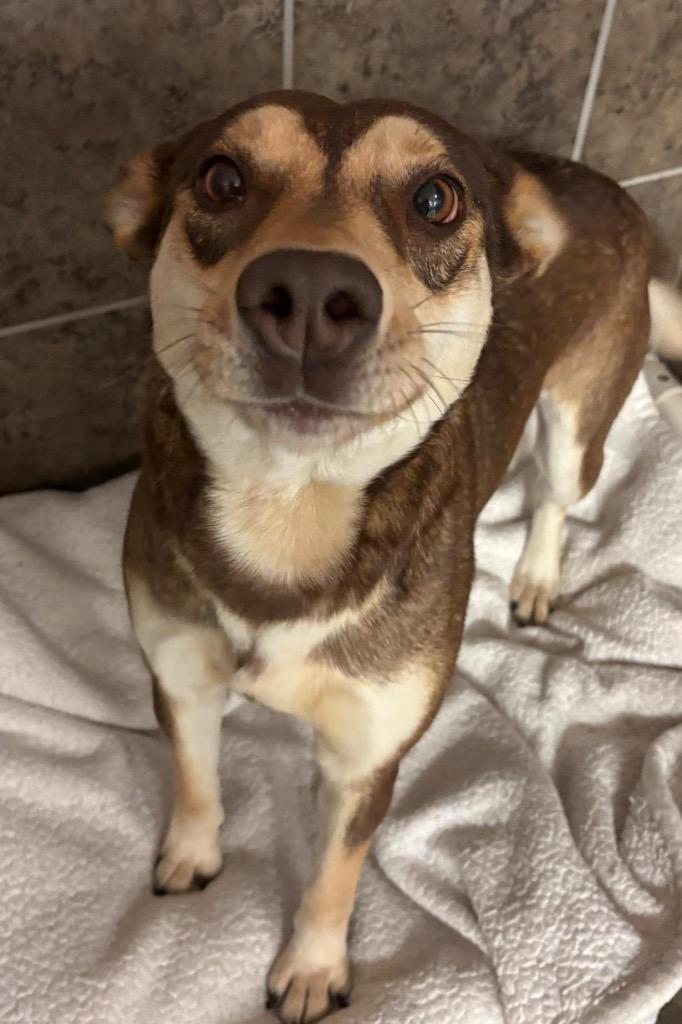 Sasha, Adoptable, Young Female Shepherd & Cattle Dog.