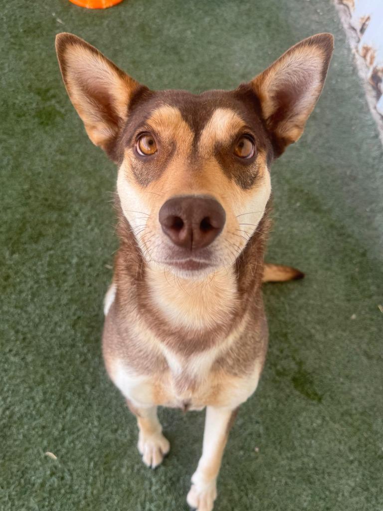 Sasha, a Adoptable mixed breed in Midland, TX image 2/5