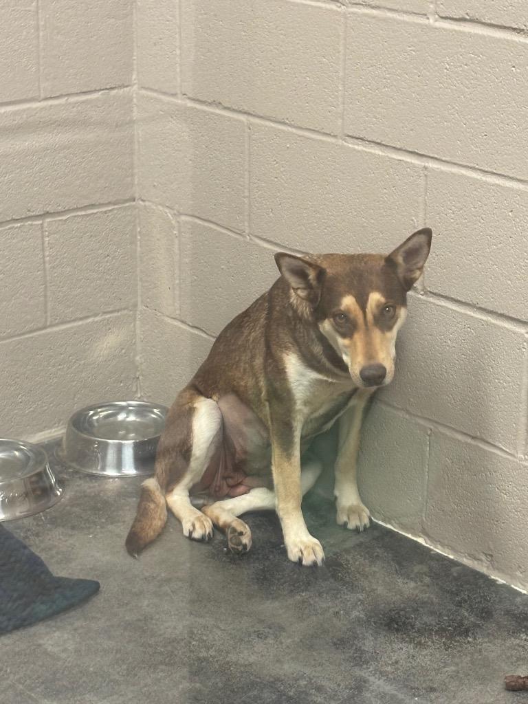 Sasha, a Adoptable mixed breed in Midland, TX image 3/5