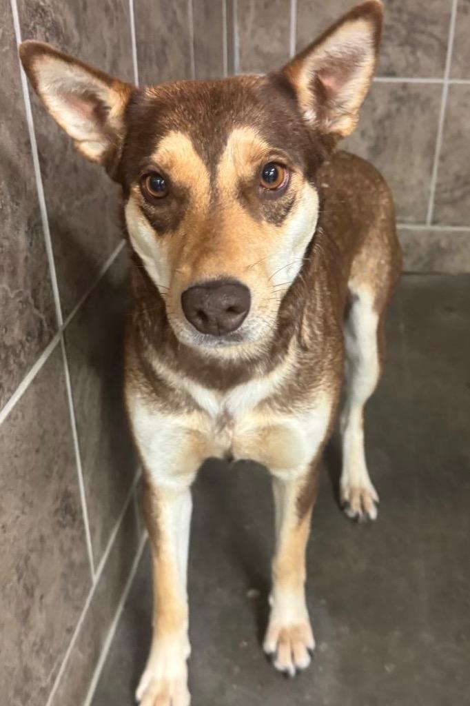 Sasha, a Adoptable mixed breed in Midland, TX image 4/5