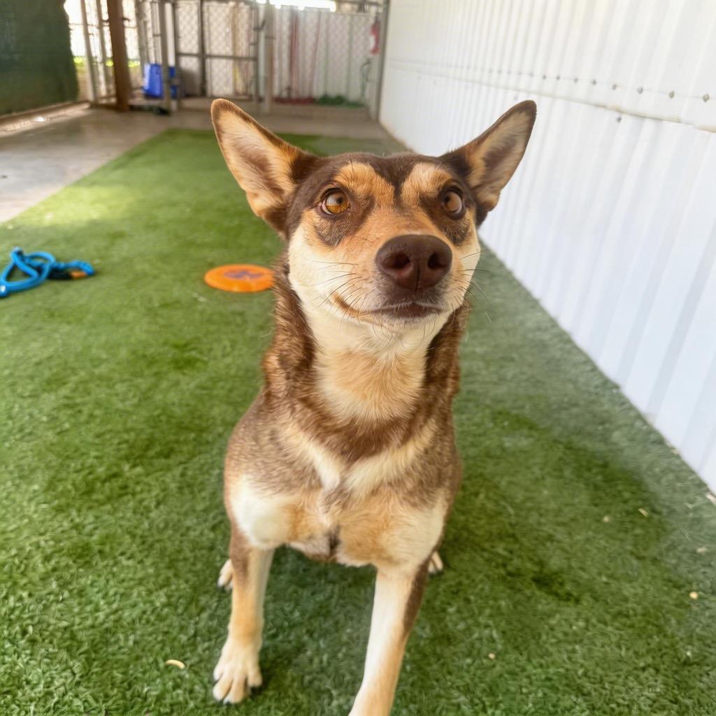 Sasha, a Adoptable mixed breed in Midland, TX image 5/5
