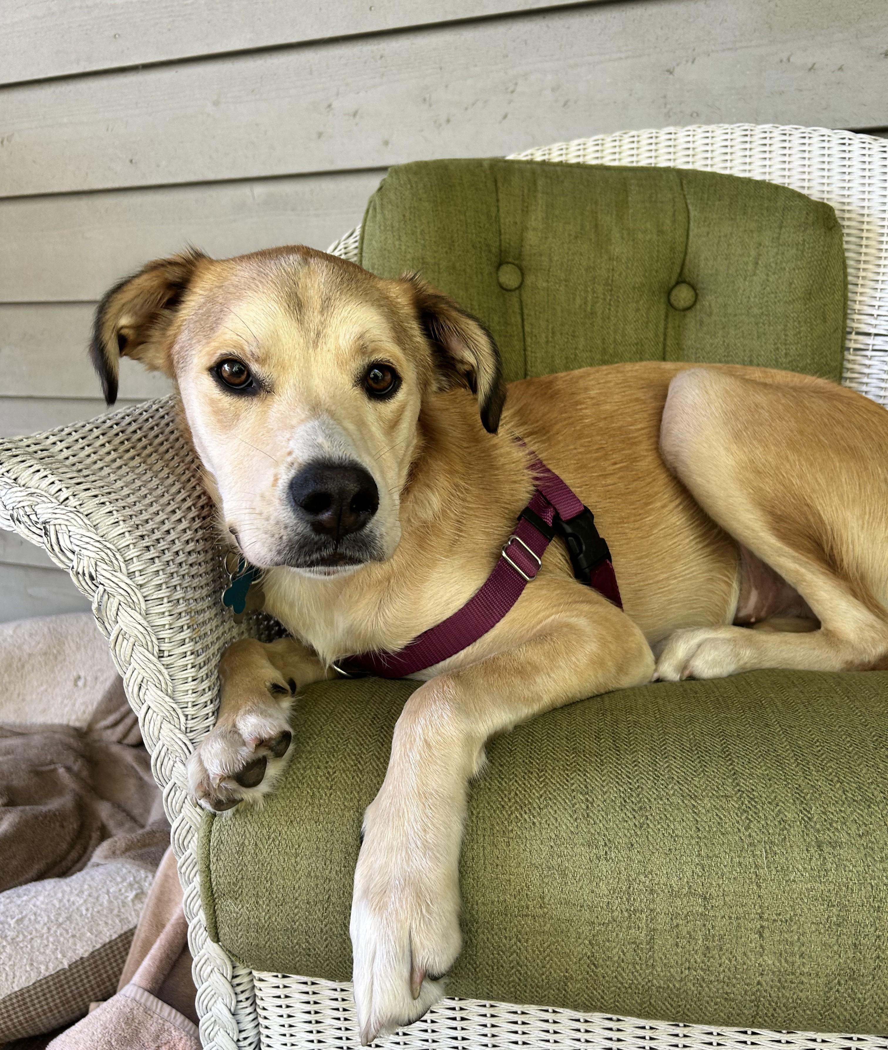 Donovan, a ADOPTABLE mixed breed in Minneapolis, MN image 2/6