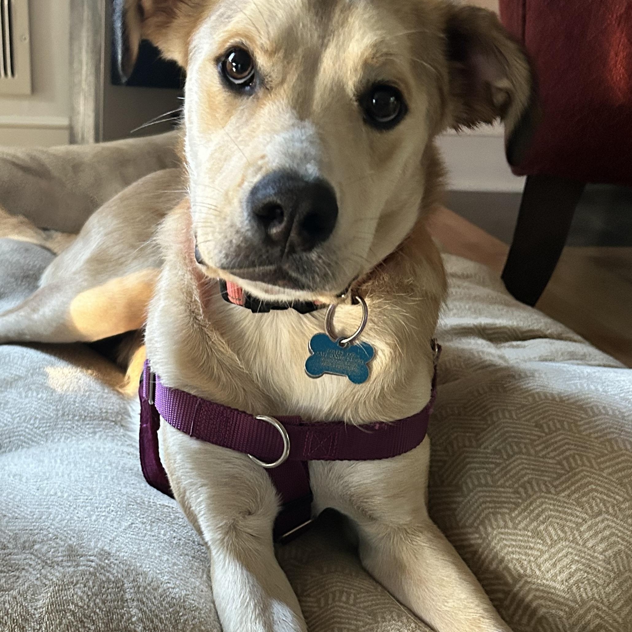 Donovan, a ADOPTABLE mixed breed in Minneapolis, MN image 6/6