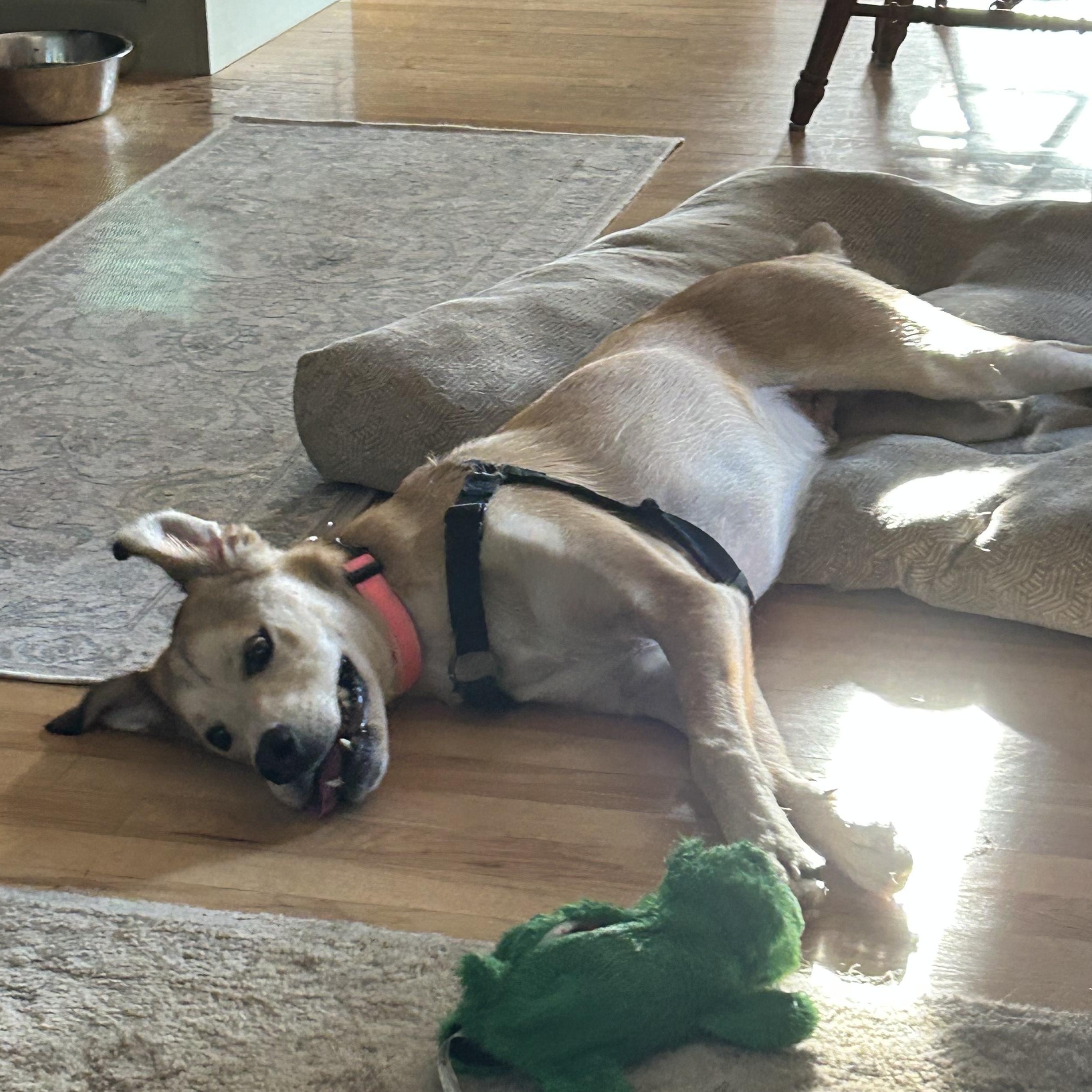 Donovan, a ADOPTABLE mixed breed in Minneapolis, MN image 4/6