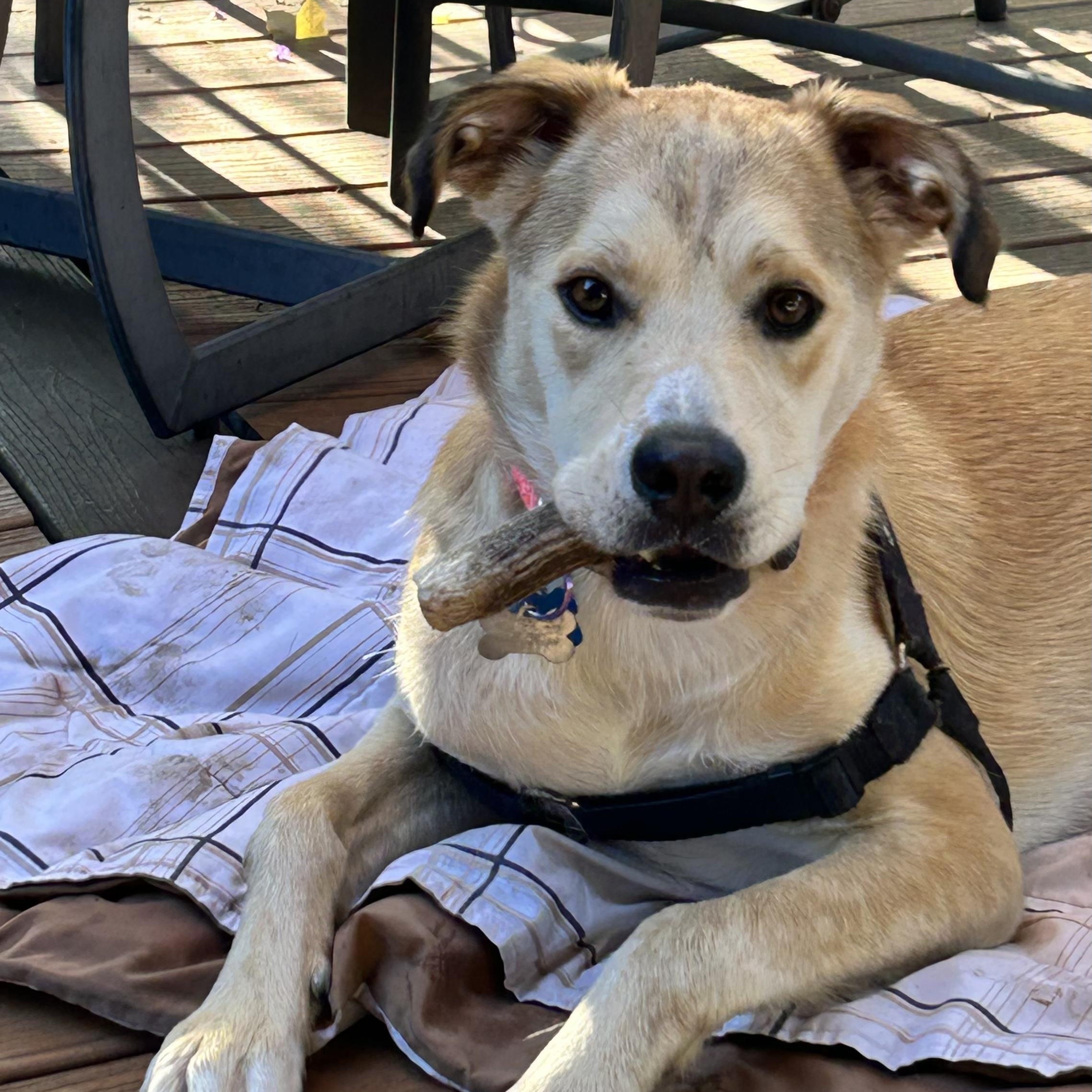 Donovan, a ADOPTABLE mixed breed in Minneapolis, MN image 3/6