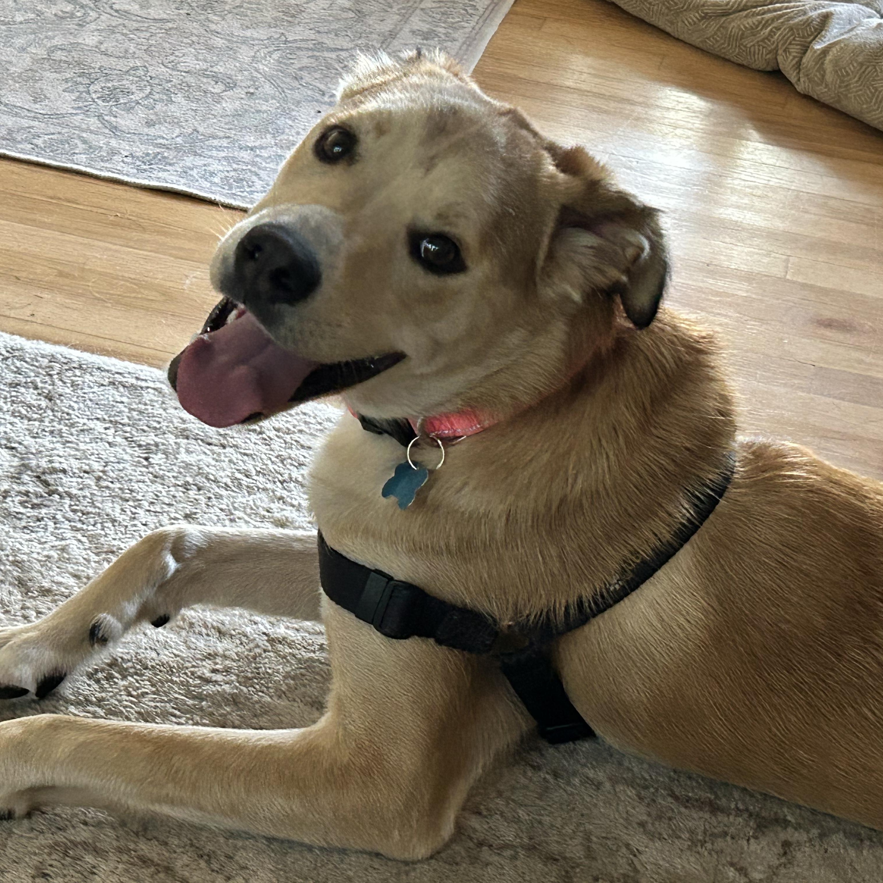 Donovan, a ADOPTABLE mixed breed in Minneapolis, MN image 1/6