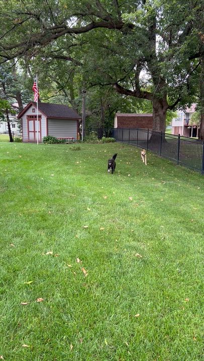 Enlarge Donovan, a ADOPTABLE mixed breed in Minneapolis, MN video 5/6
