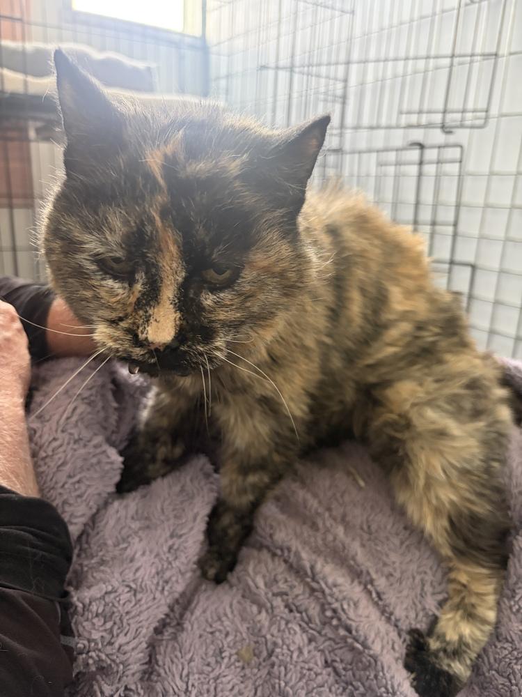 Sassy, Adopted, Senior Female Domestic Short Hair.