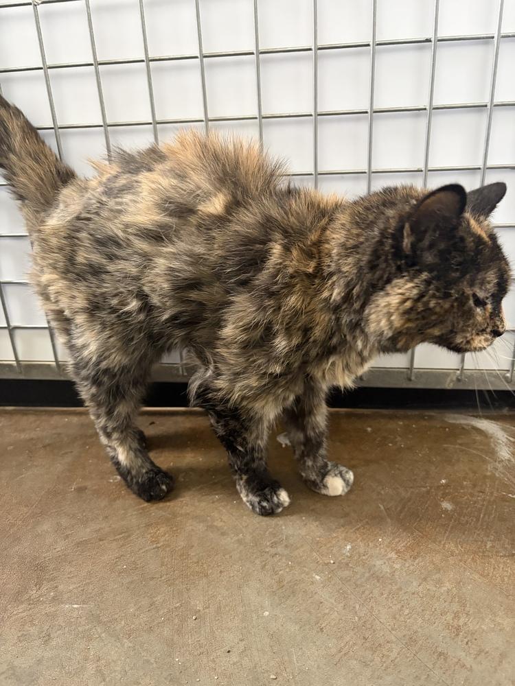 Sassy, a Adopted mixed breed in Challis, ID image 2/3