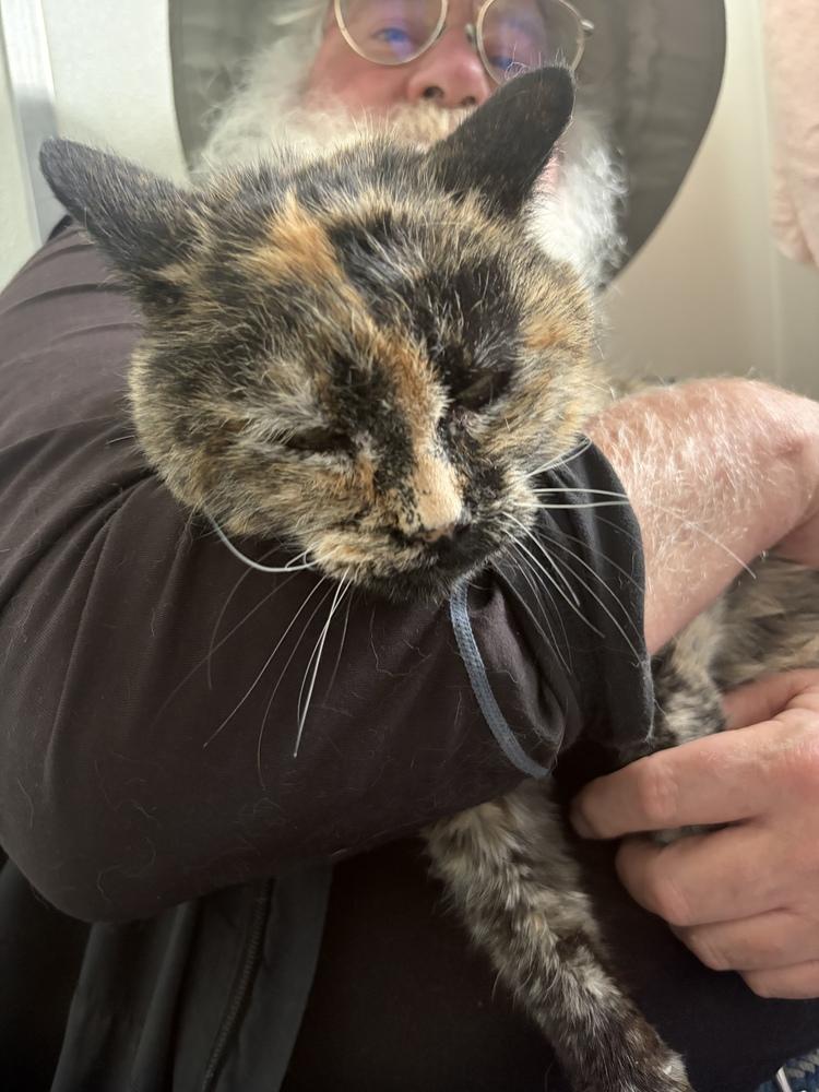 Sassy, a Adopted mixed breed in Challis, ID image 3/3
