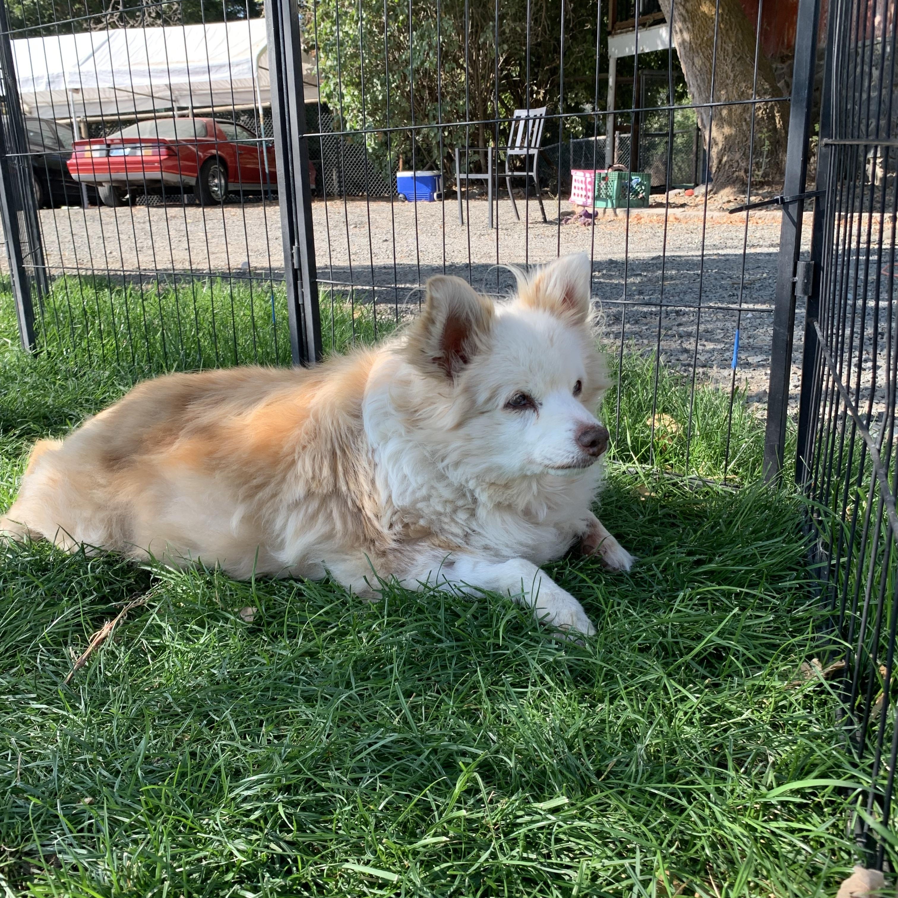 Enlarge Bonnie, a Adoptable mixed breed in Wasco, OR image 2/3