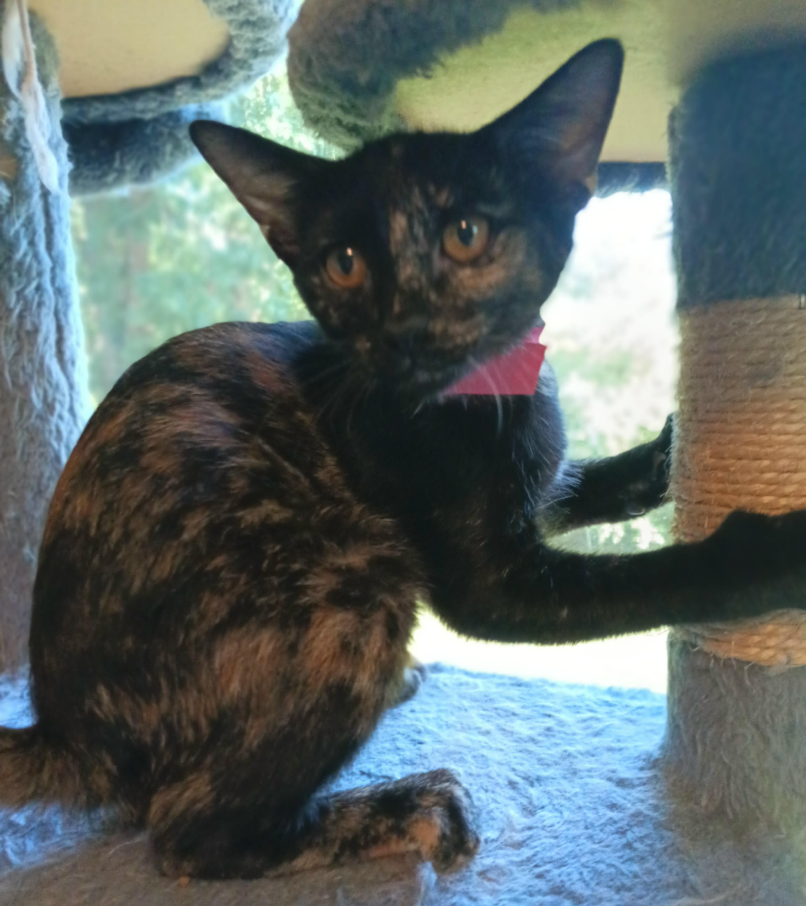 Enlarge Peep, a Adoptable Domestic Short Hair in Franklinville, NJ image 1/1