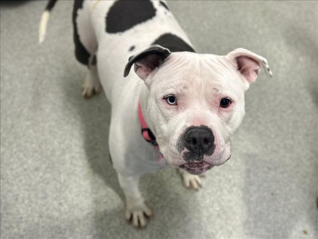 GRACE, Adoptable, Adult Female Pit Bull Terrier.