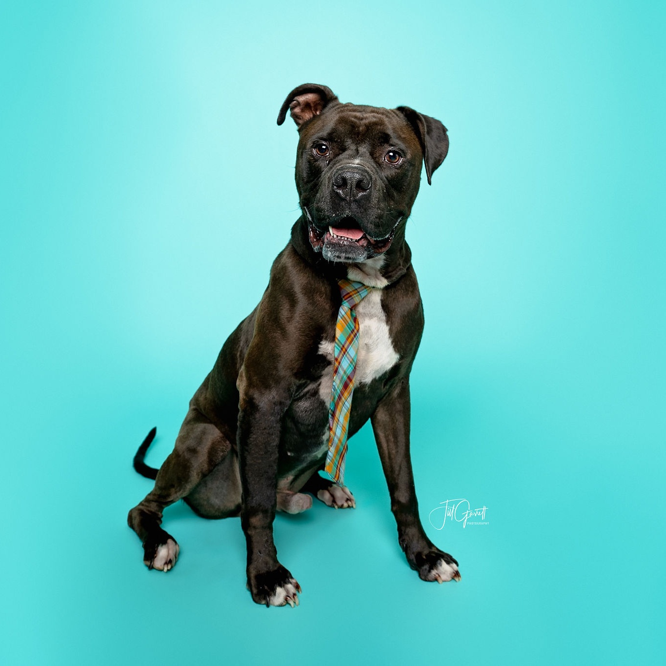 Enlarge Miles, a Adoptable mixed breed in Houston, TX image 2/6