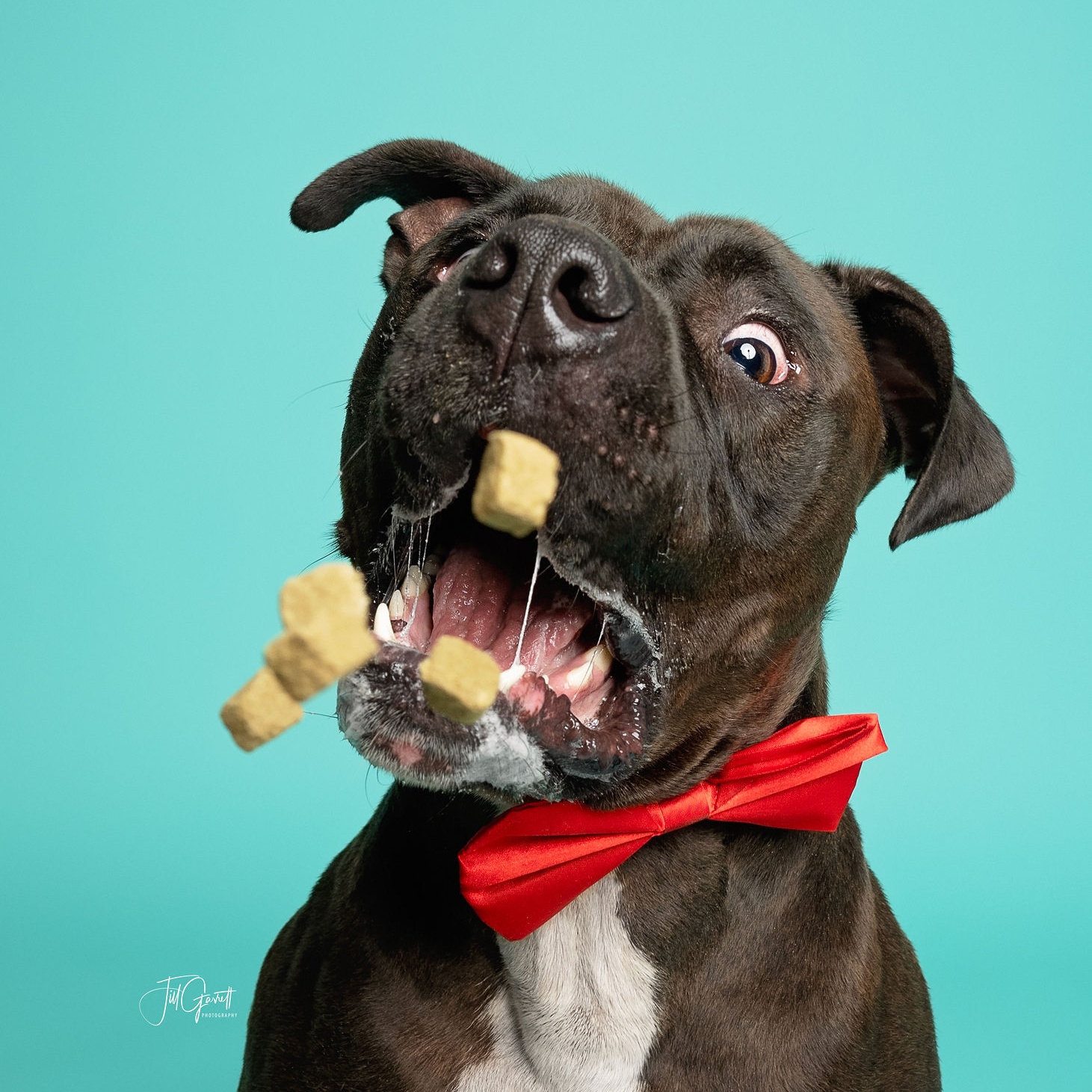 Enlarge Miles, a Adoptable mixed breed in Houston, TX image 3/6