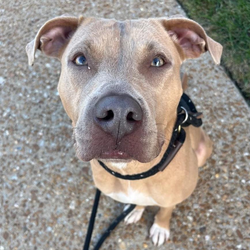 Bruin, Adoptable, Young Female Terrier & Labrador Retriever.