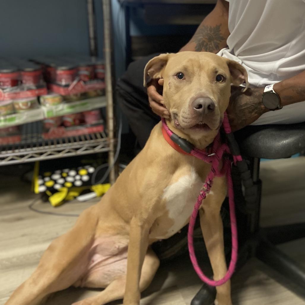 Bruin, Adoptable, Young Female Terrier & Labrador Retriever.