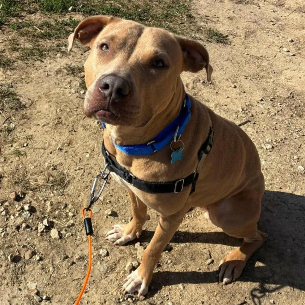 Bruin, a Adoptable mixed breed in St. Louis, MO image 2/6