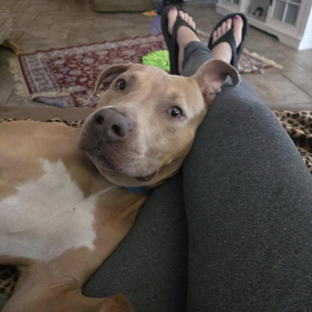 Bruin, a Adoptable mixed breed in St. Louis, MO image 3/6