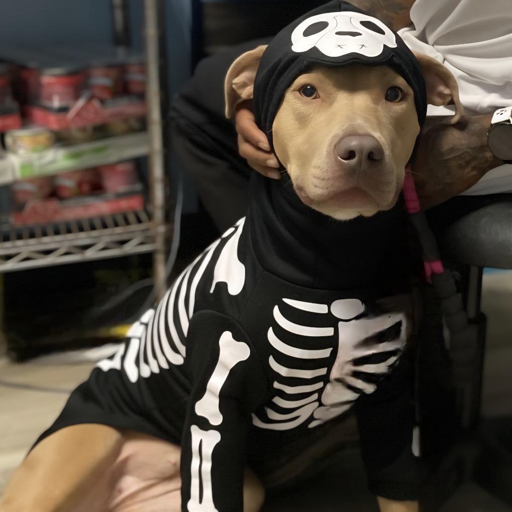 Bruin, a Adoptable mixed breed in St. Louis, MO image 4/6