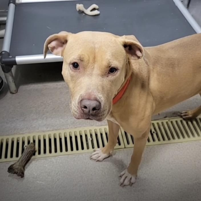 Bruin, a Adoptable mixed breed in St. Louis, MO image 5/6