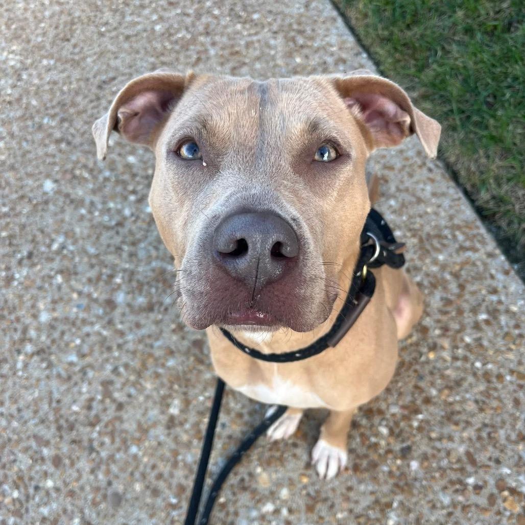 Bruin, a Adoptable mixed breed in St. Louis, MO image 6/6