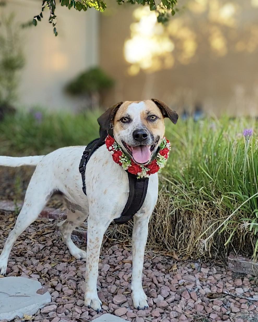 Enlarge Ellie, a Adoptable mixed breed in Murrieta, CA image 2/6