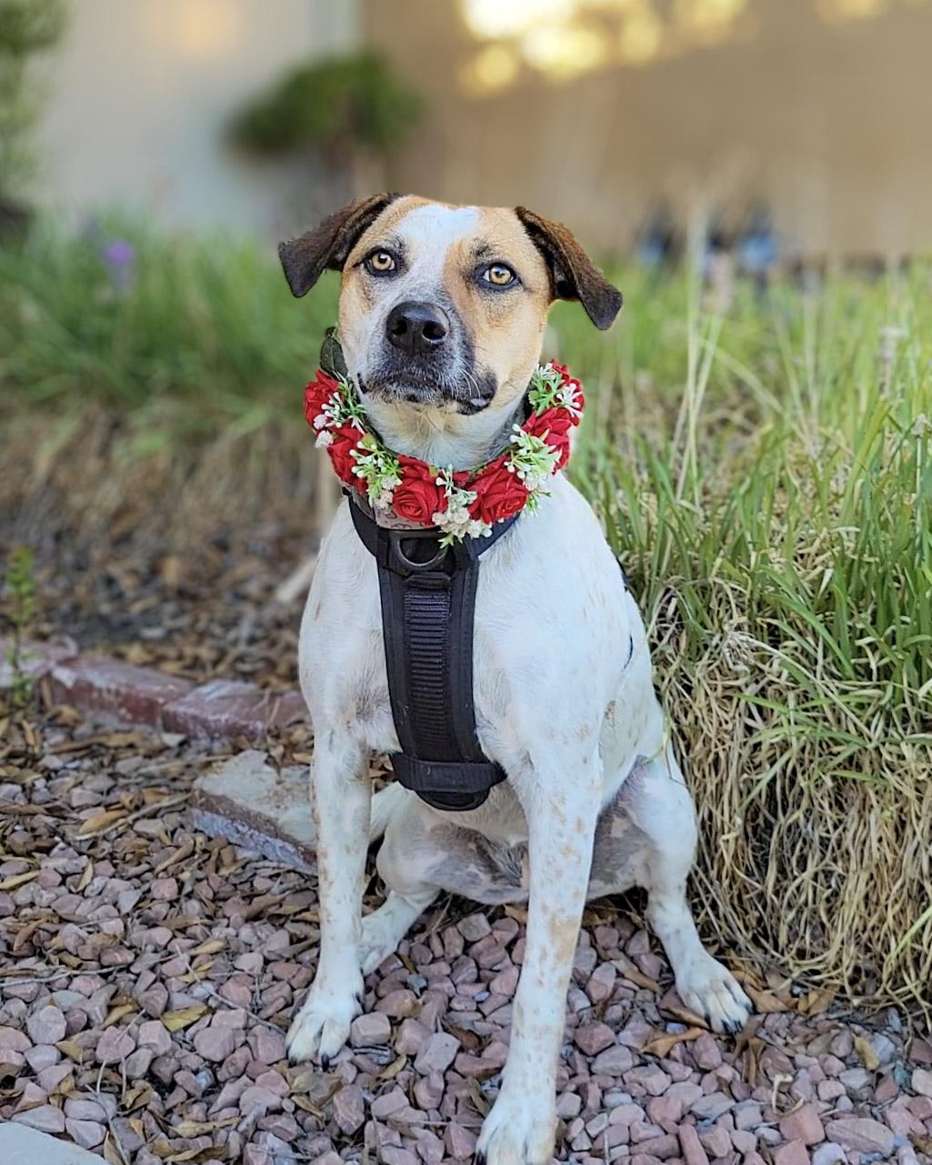 Enlarge Ellie, a Adoptable mixed breed in Murrieta, CA image 6/6