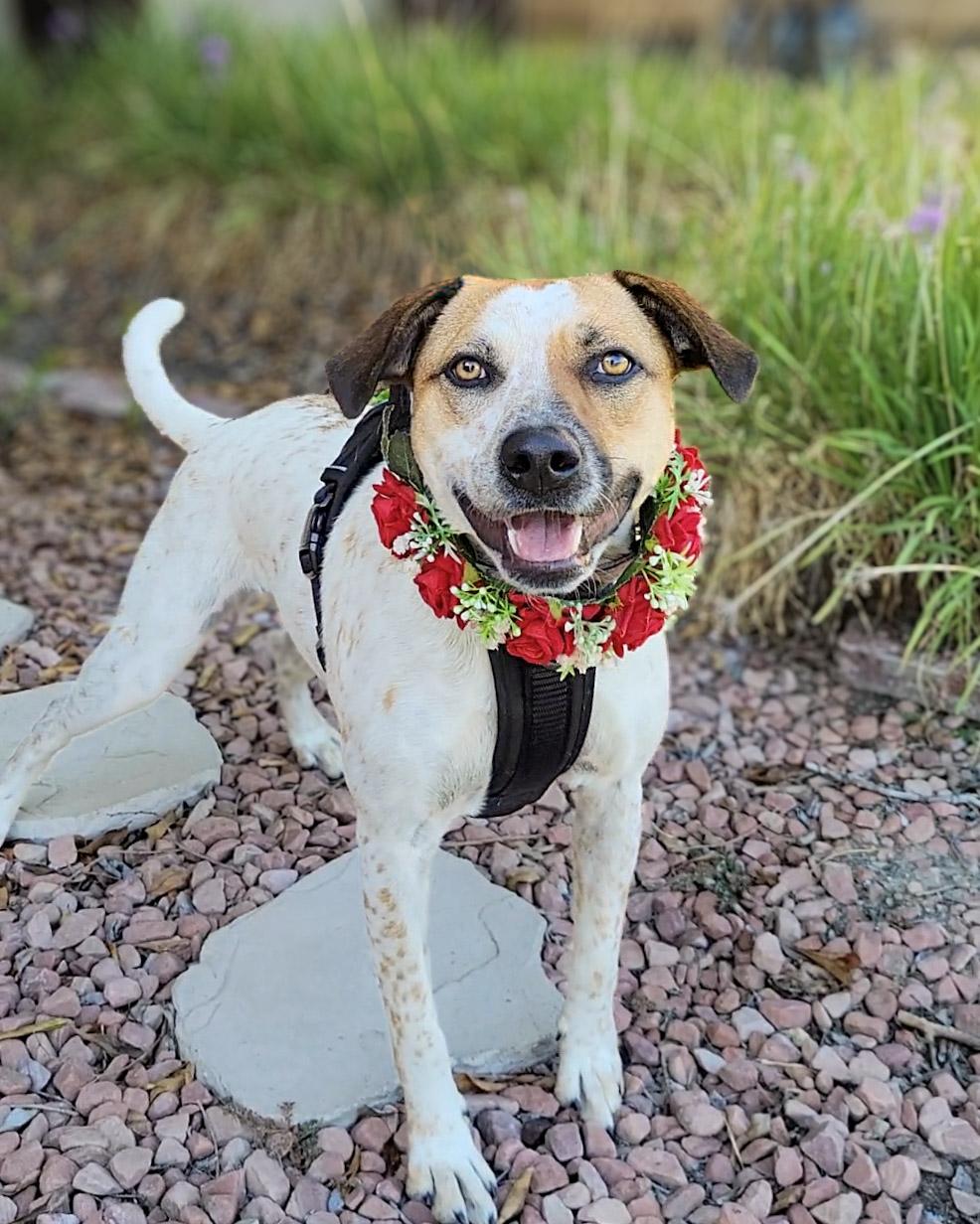 Enlarge Ellie, a Adoptable mixed breed in Murrieta, CA image 3/6