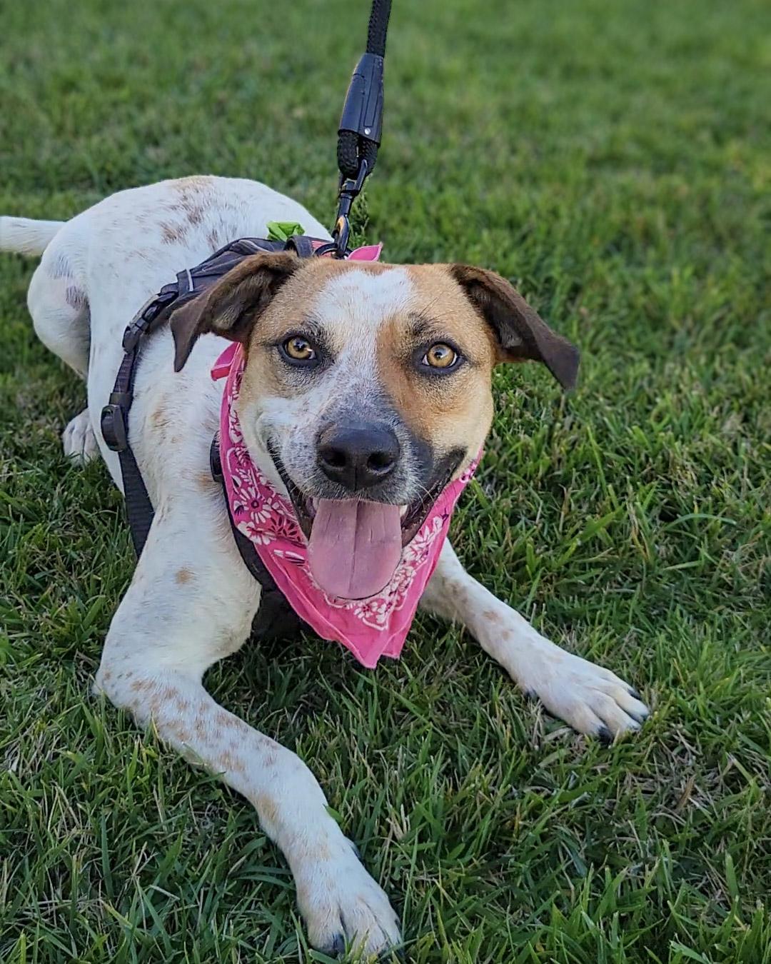 Enlarge Ellie, a Adoptable mixed breed in Murrieta, CA image 4/6