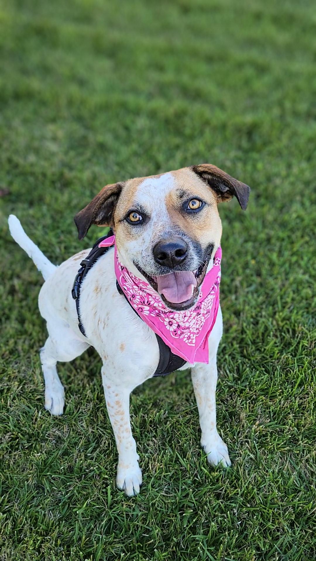 Enlarge Ellie, a Adoptable mixed breed in Murrieta, CA image 1/6