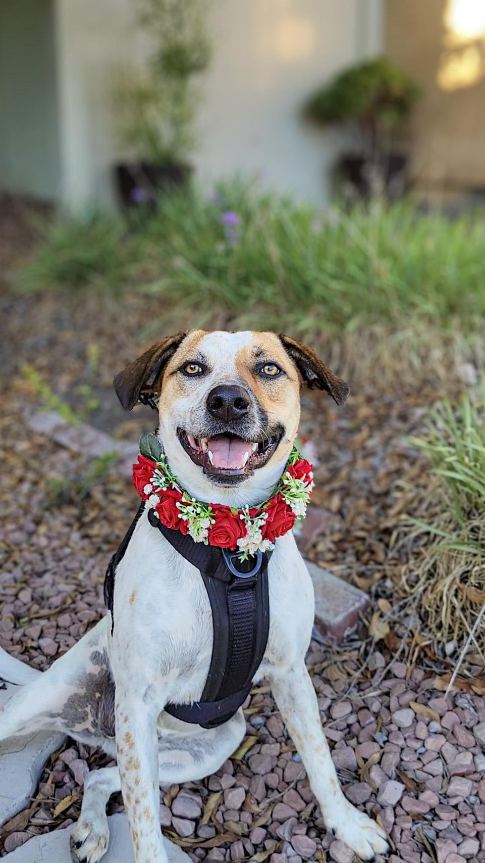 Enlarge Ellie, a Adoptable mixed breed in Murrieta, CA image 5/6