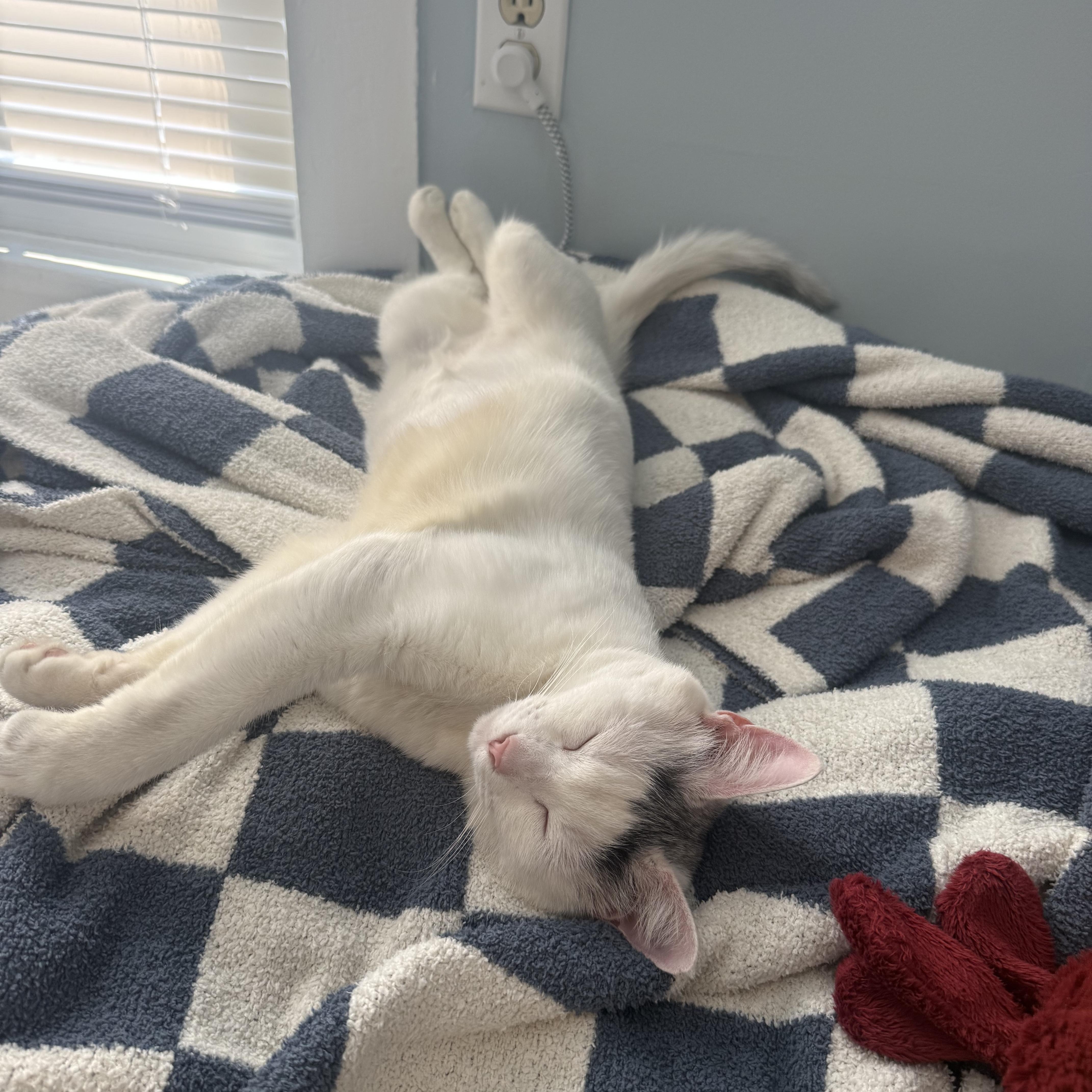 Enlarge Osprey, an adopted Domestic Short Hair in Frederick , MD image 3/6