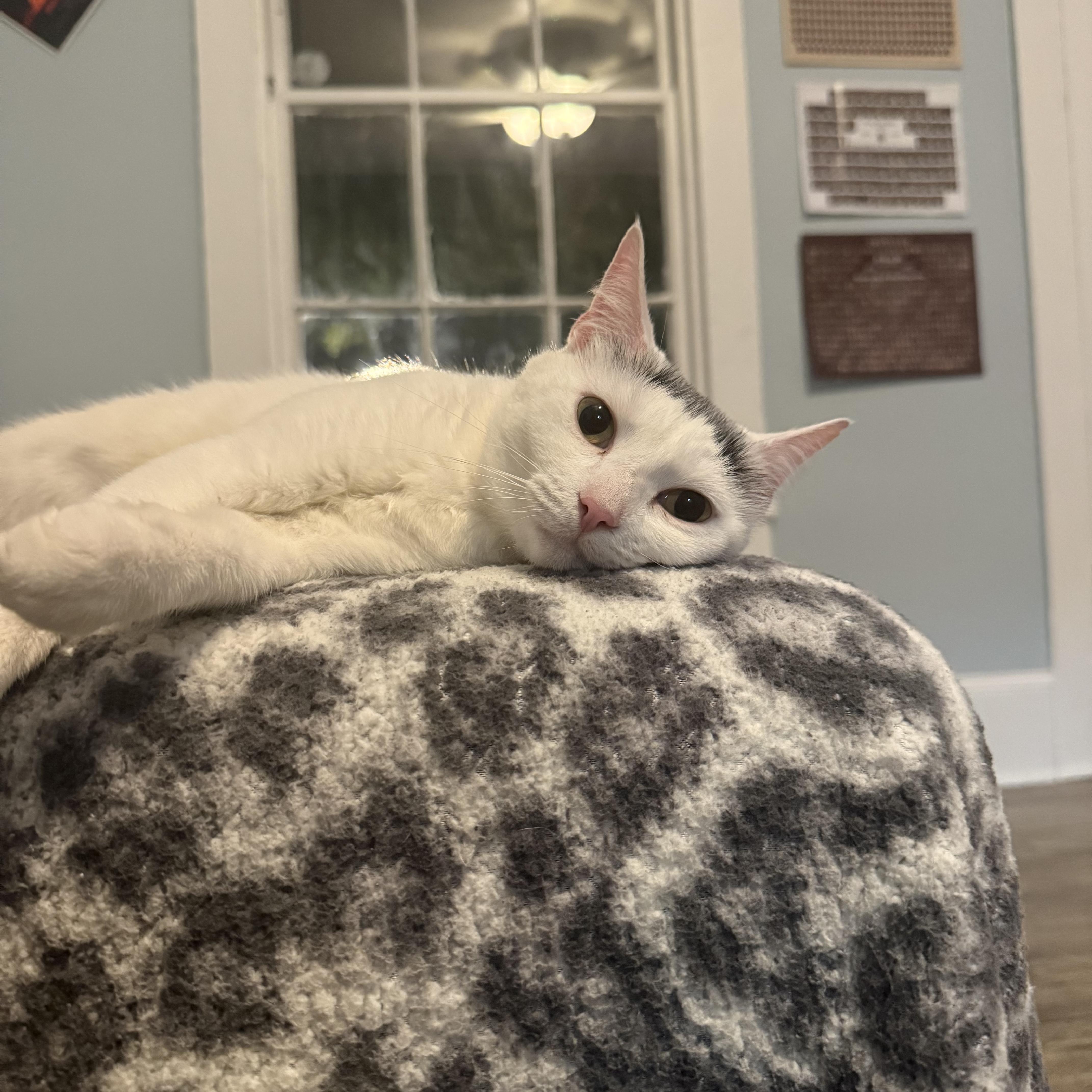 Osprey, adopted, Young Female Domestic Short Hair.