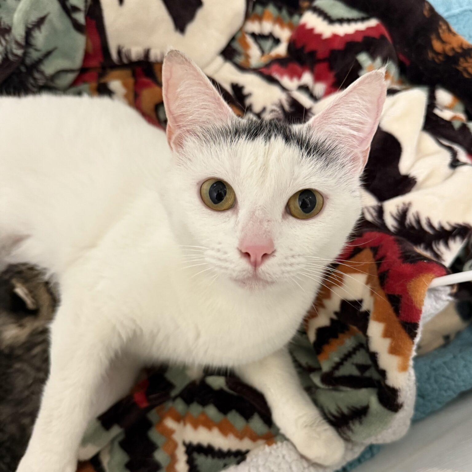 Enlarge Osprey, an adopted Domestic Short Hair in Frederick , MD image 6/6