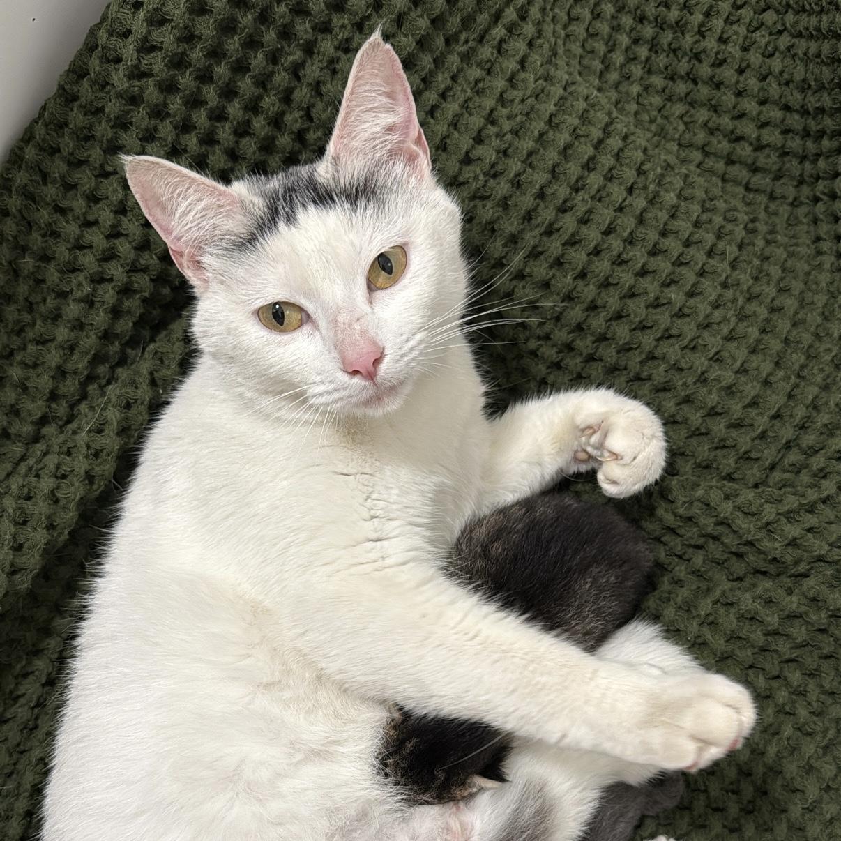 Enlarge Osprey, an adopted Domestic Short Hair in Frederick , MD image 5/6